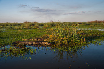 Black Caiman in marsh environment, Pantanal, Brazil