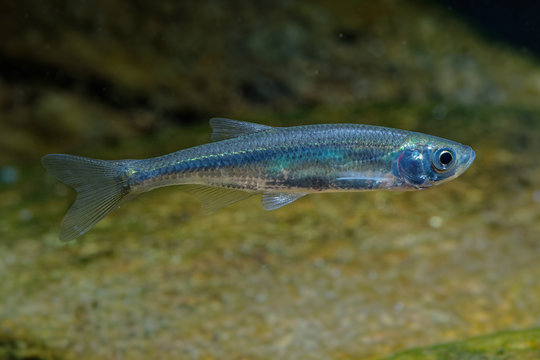 Belica - Leucaspius delineatus. Leucaspius delineatus, known as the sunbleak, belica or moderlieschen is a species of freshwater silvery fish