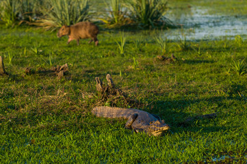 Black Caiman in marsh environment, Pantanal, Brazil