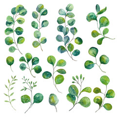Isolated eucalyptus elements. Green leaves illustration. Watercolor foliage, botanical art.