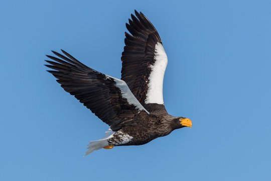 black and white eagle on flight