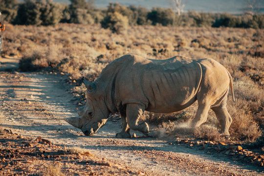 gray rhino walking on vast land during daytime
