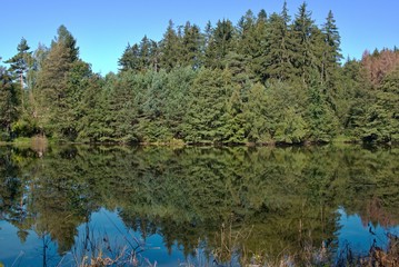 Fototapeta na wymiar Forest lake under blue sky