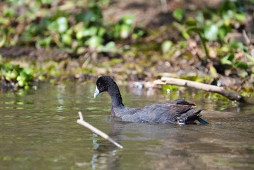 Red-knobbed Coot in Lake Naivasha