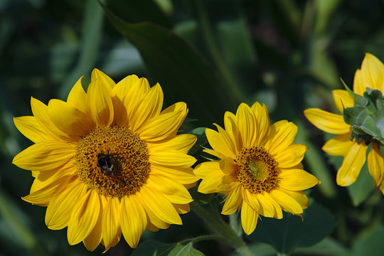 selective focus photo of three sunflowers