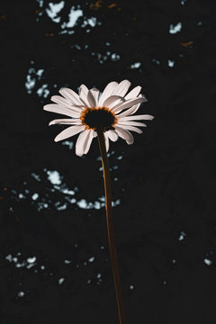close-up photography of daisy flower