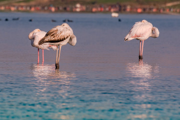 flamingos in water resting in the morning