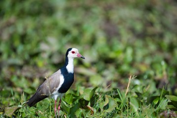 Long-toed Lapwing Wading in Lake Naivasha, Kenya