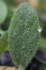drops on green leaf