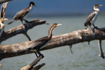 Cormorants Perched on a Log
