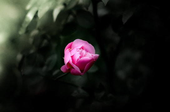 selective focus photography of pink rose