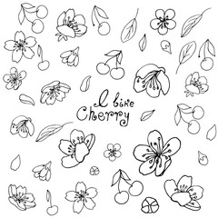 A set of items. Flowers, leaves and berries of cherry. Black outline on transparent background.