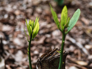 young plant 