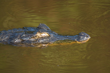 Black Caiman in marsh environment, Pantanal, Brazil