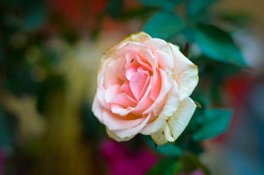 pink and white rose flower selective focus photography