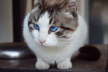 white and grey cat with blue eyes
