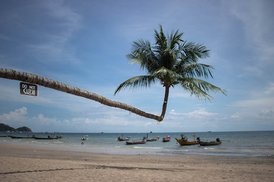 green coconut tree beside seashore during daytime