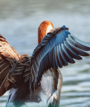 selective focus photography of red, blue, and gray duck