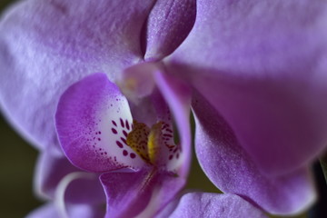 Fototapeta na wymiar purple orchid macro