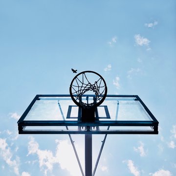 basketball ring under flying bird during daytime