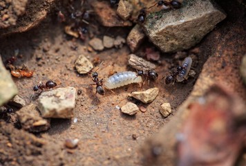 Ants with larva on limestone