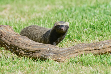 Little grison,Pampas, Patagonia, Argentina