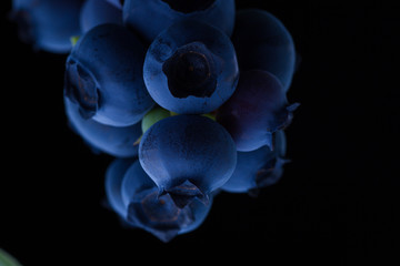 Blue berry(flower)