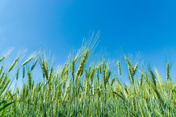 Obraz premium Green barley field on blue sky background.