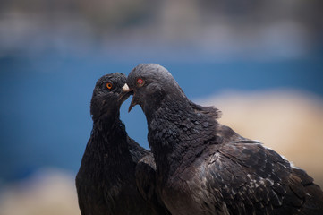 gołębie © byMishka