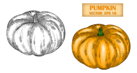 Vector image of a hand-drawn pumpkin black white and in color. Ink or pen sketch. Editable Stroke. EPS 10.