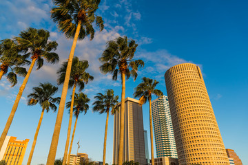 Palm trees and skyscrapers in downtown Tampa at sunset - obrazy, fototapety, plakaty