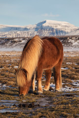 One brown Icelandic horse. The Icelandic horse is a breed of horse developed in Iceland. A group of Icelandic Ponies in the pasture with mountains in the background 