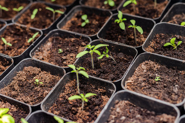 Seedlings grow in separate containers