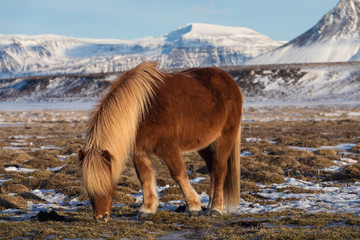 One brown Icelandic horse. The Icelandic horse is a breed of horse developed in Iceland. A group of...
