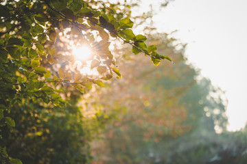 Back lit leaves catching the first sun of the day at Amerongse Bos