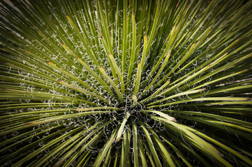 Obraz premium roślina