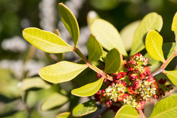 Primeiros rebentos de primavera