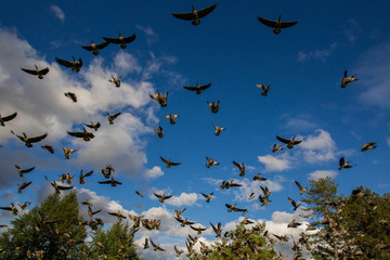 Canada goose in Portland