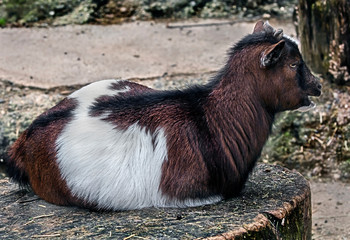 Domestic goat`s kid on the stump