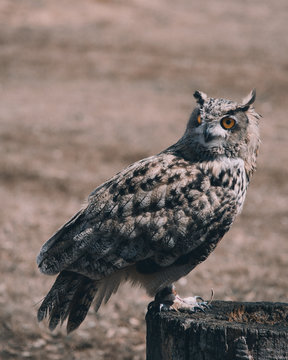 shallow photo of white and gray owl