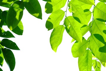 Tropical tree leaves with branches and sunlight on white isolated background for green foliage backdrop 