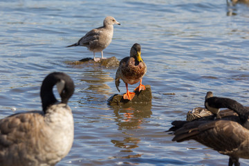 Canada goose in Portland