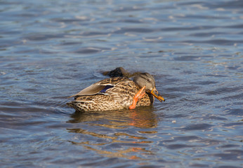 Canada goose in Portland