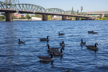 Canada goose in Portland