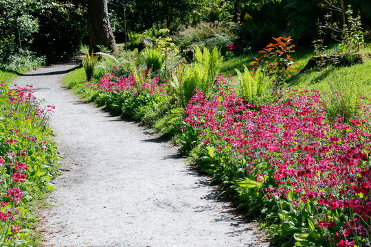 A Gravel Garden Path Leading Through Ferns And Pink Flowers