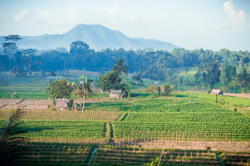 Fototapeta na wymiar vineyard 