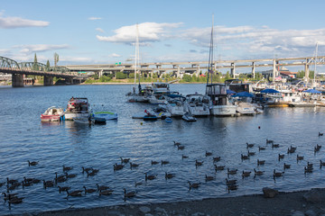 Canada goose in Portland