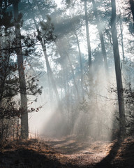 Beautiful sunlit forest trail on a misty morning with sun rays lighting up the forest floor