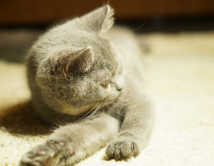 funny scottish cat is lying on the floor, belly down in a string with a displeased face