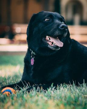 tilt shift lens photo of black labrador retriever lying on grass